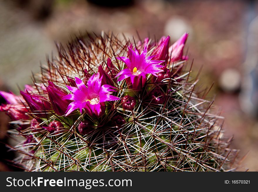 Cactus With Flowers