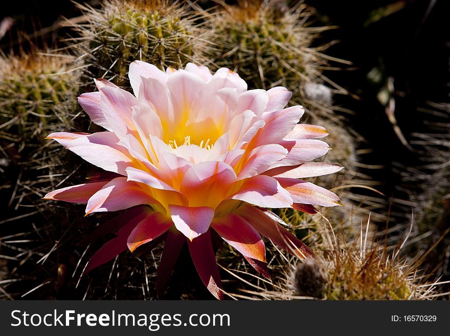 An orange and pink cactus blossom in summer.