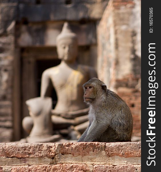 Monkey sitting in front of a Buddah in Thailand. Monkey sitting in front of a Buddah in Thailand