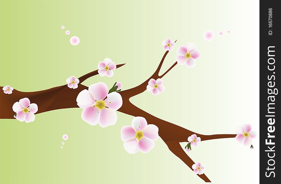 Blossom cherry flower nature plant spring springtime tree pink