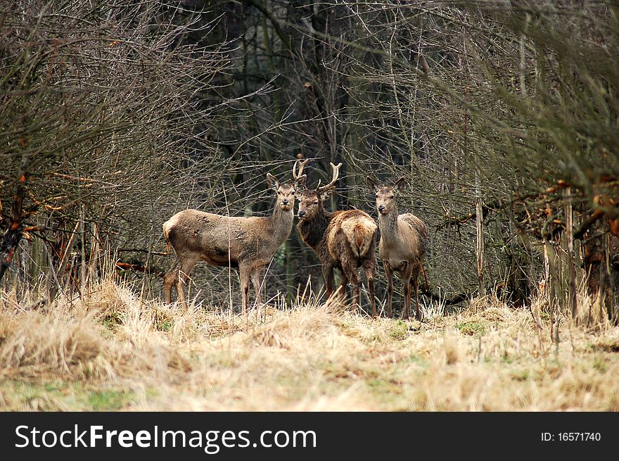 The group of red deers. The group of red deers