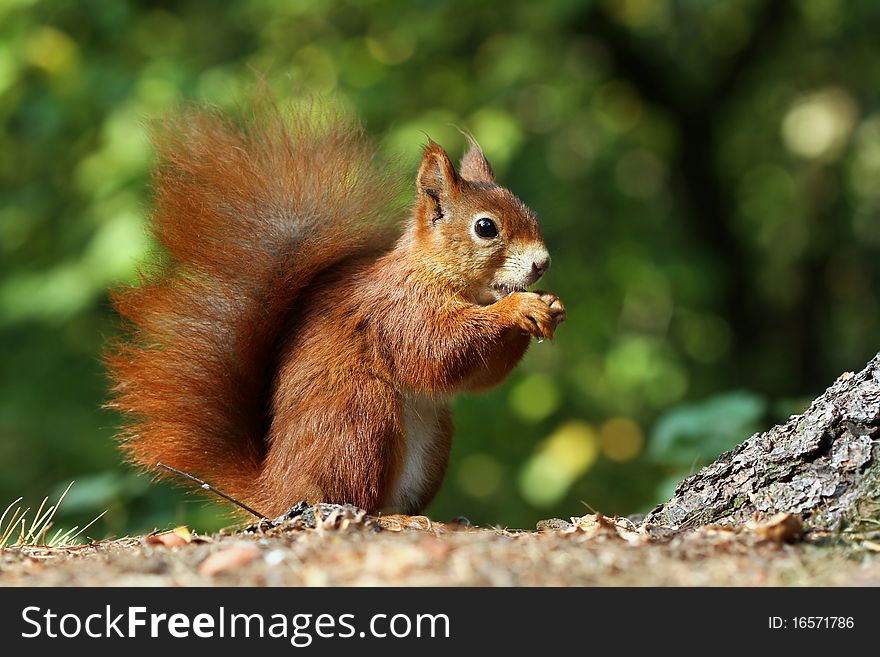 Sweet foxy squirrel eating something in a park. Sweet foxy squirrel eating something in a park