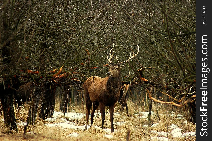 The group of red deers. The group of red deers