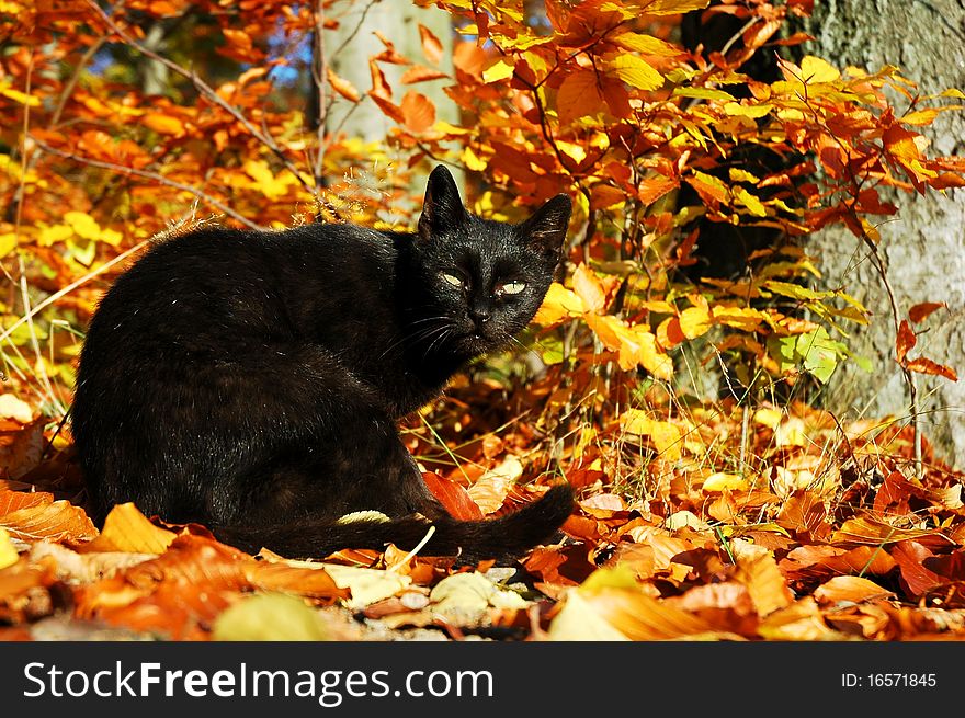 Black cat in beechs foliage
