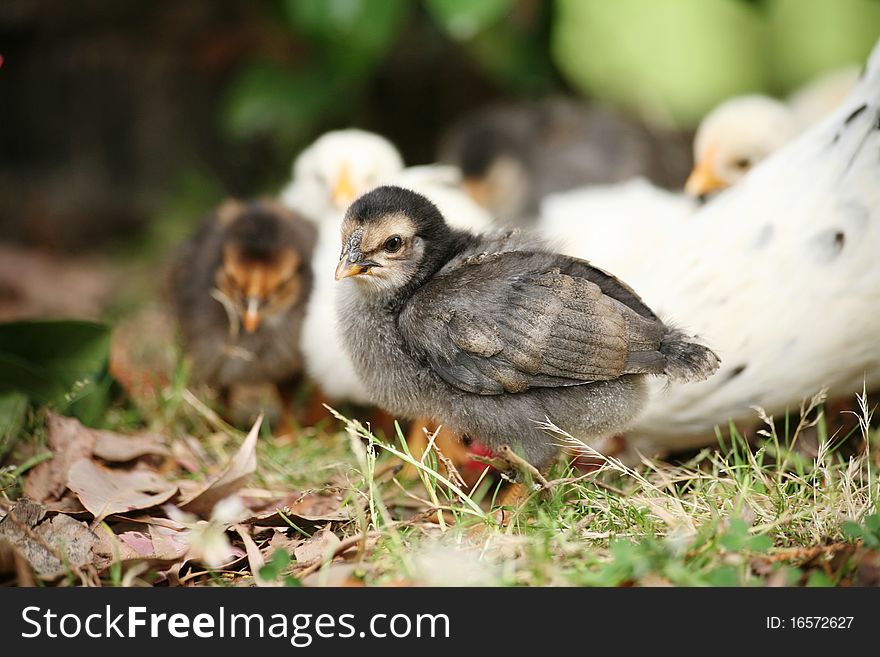 Closeup of a newly hatched chicken, other chidens and mama hen in the background. Closeup of a newly hatched chicken, other chidens and mama hen in the background