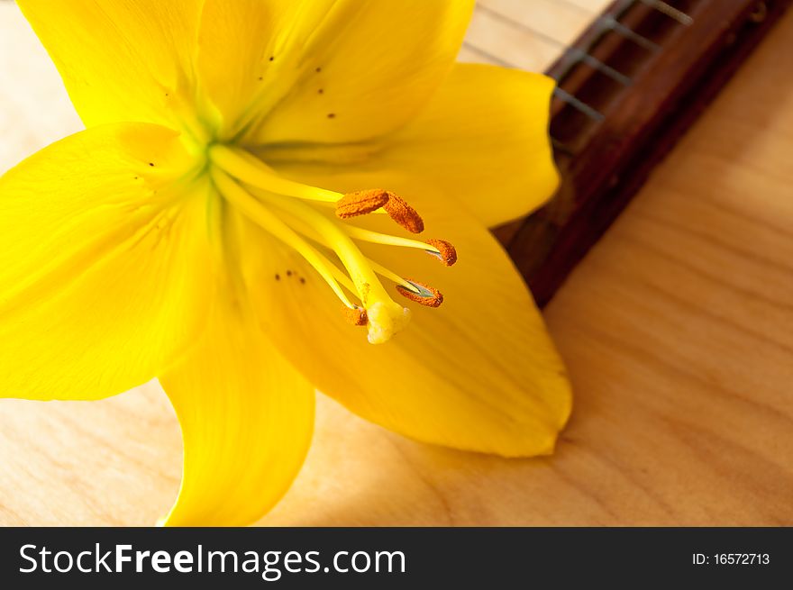 The yellow lily lays on a deck of a guitar. The yellow lily lays on a deck of a guitar