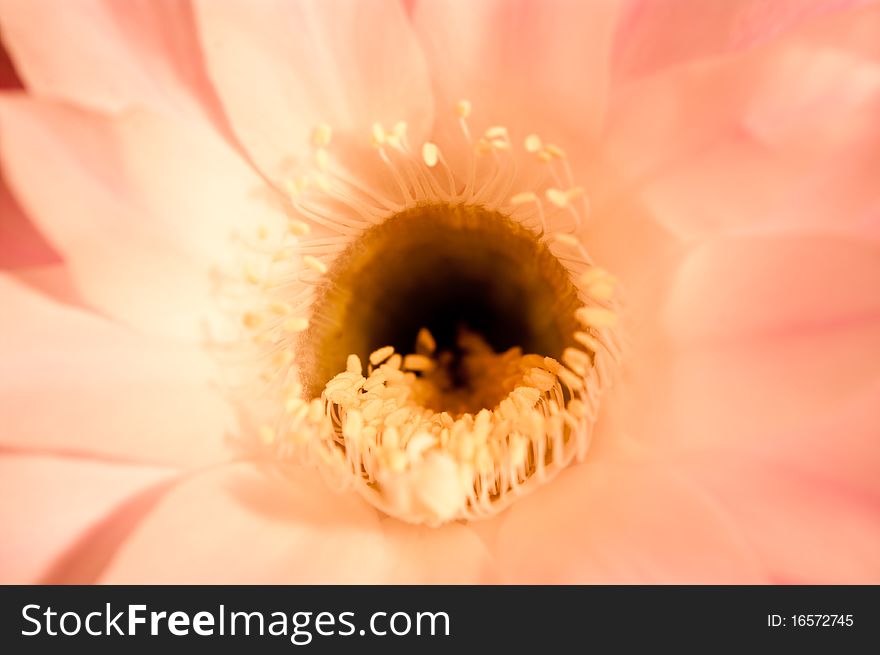 The middle of a flower of a cactus with stamens is shown close up