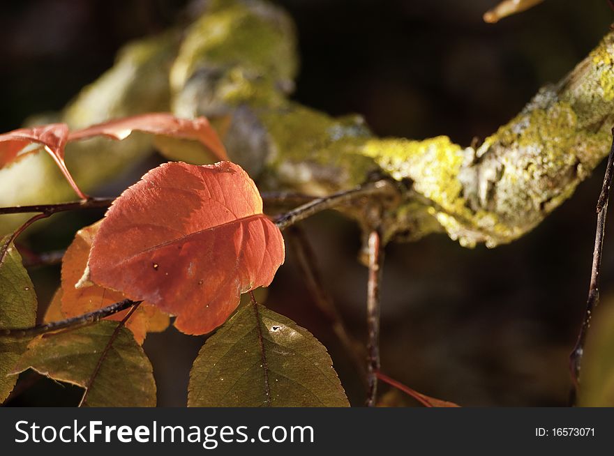 Red autumn leaf on dark background