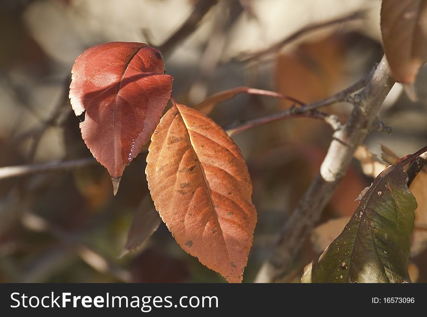 This image shows two autumn leaves about to let go of the tree. This image shows two autumn leaves about to let go of the tree