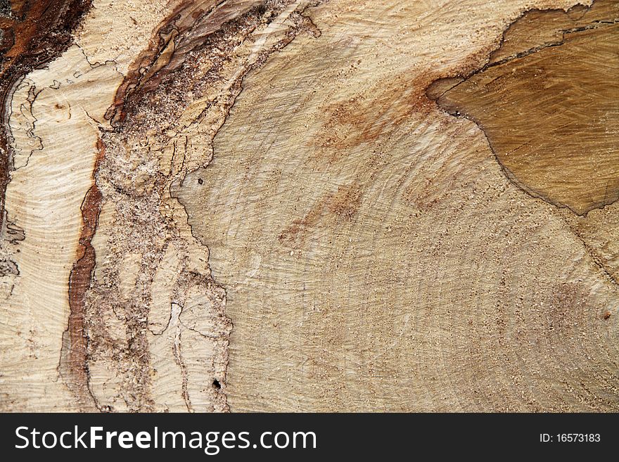 Cut down  tree rings