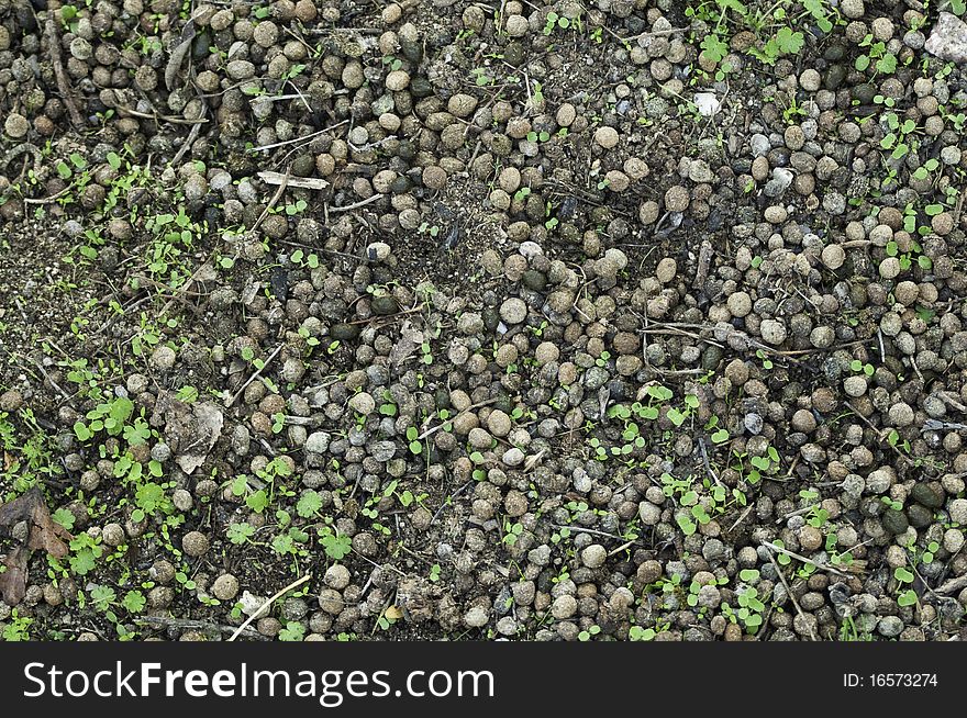 This image shows the droppings left by rabbits in the field. This image shows the droppings left by rabbits in the field