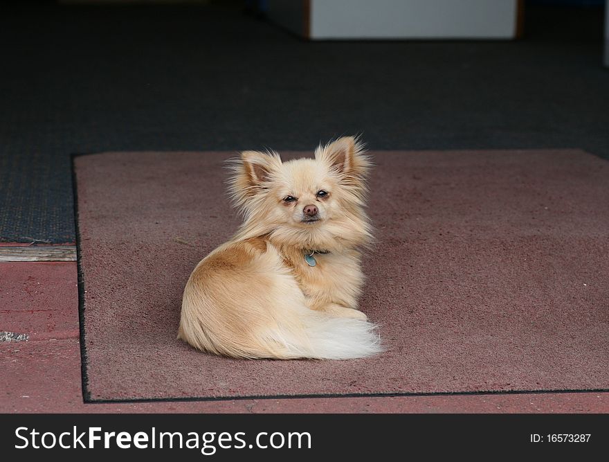 Chihuahua dog on the mat