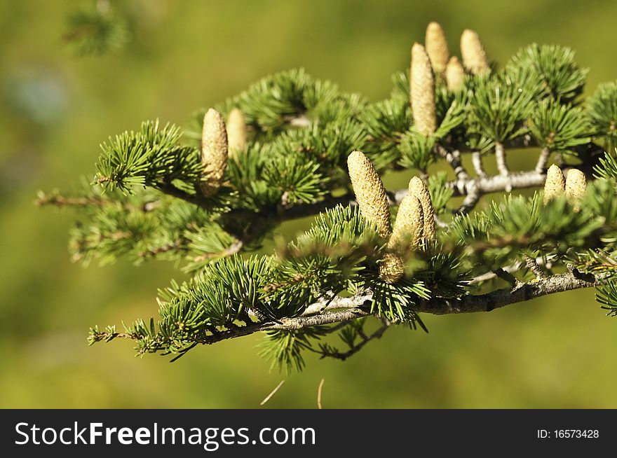 This image shows the cedar cones when they are still small. This image shows the cedar cones when they are still small