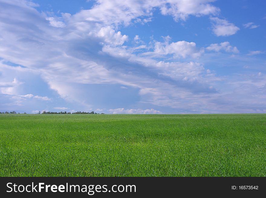 Photo of the beautiful summer meadow with green grass. Photo of the beautiful summer meadow with green grass