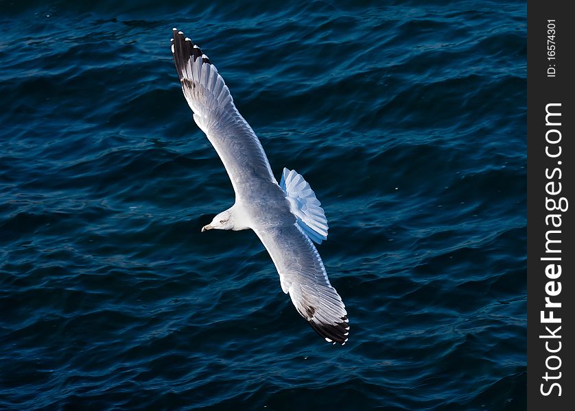 A seagull nice aerial stunt