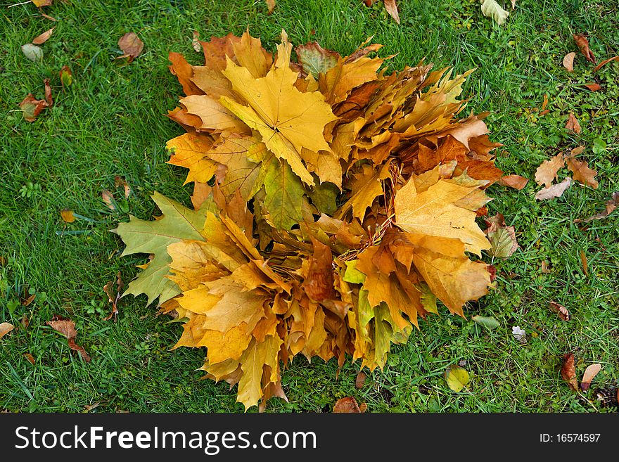 Crown of maple leaf against green grass.