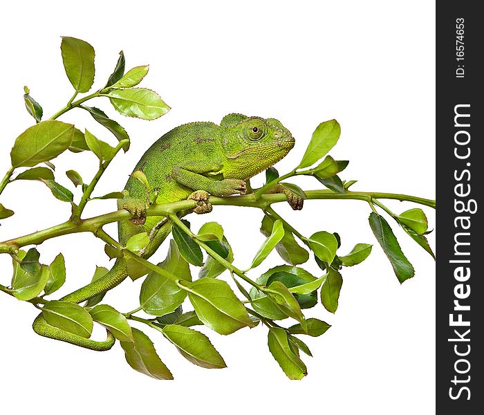 Close up of chameleon on branch