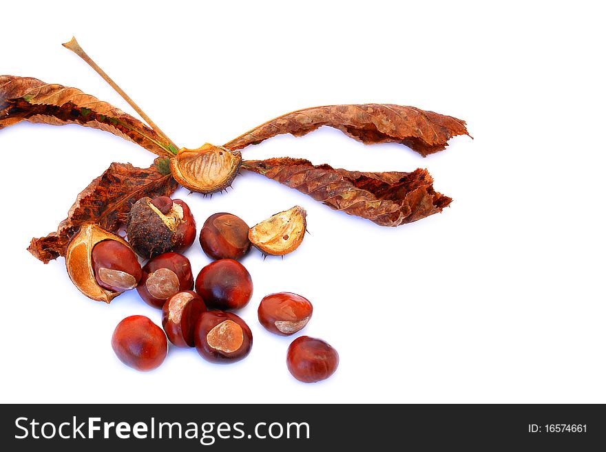 Chestnuts shot on a white background, group shot