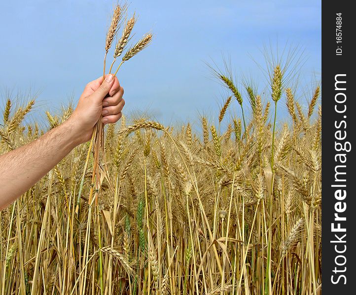 Farmer Presenting Bunch Of Wheat