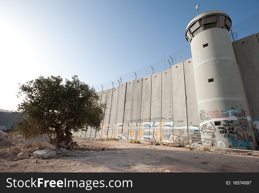 An olive tree grows near the graffiti-covered Israeli separation barrier in the West Bank town of Bethlehem. An olive tree grows near the graffiti-covered Israeli separation barrier in the West Bank town of Bethlehem.