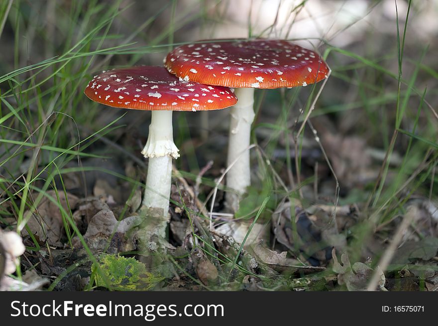 Fly agaric - Amanita muscaria between grasses and foliage