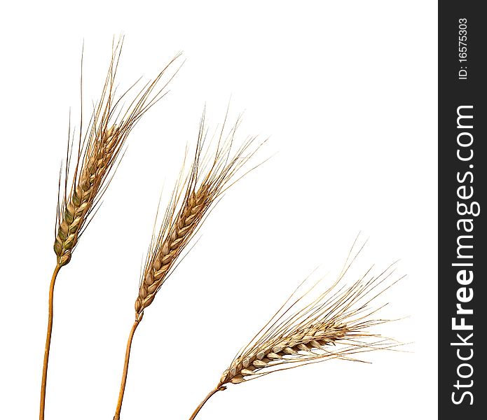 Wheat isolated on white background