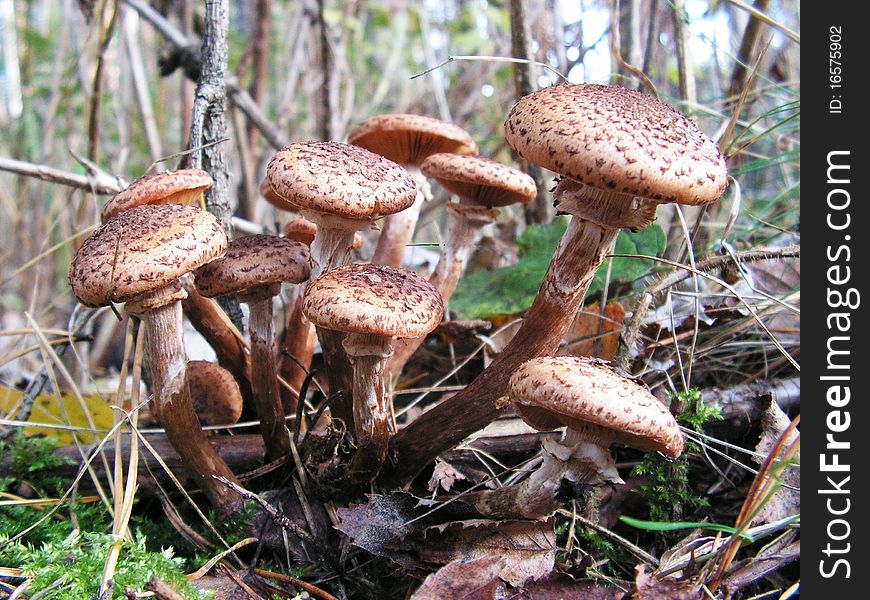Family of beautiful and edible autumn mushrooms in wood. Family of beautiful and edible autumn mushrooms in wood
