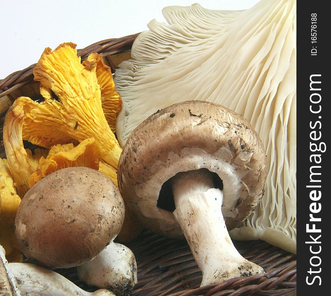 Basket of mushrooms in autumn