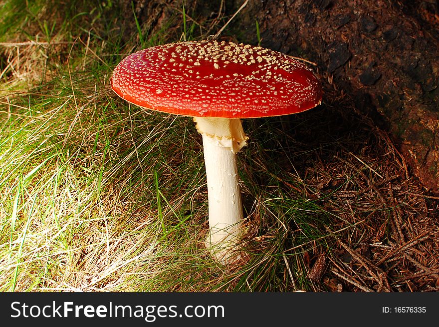 Fly agaric (amanita muscaria) with red cap. Fly agaric (amanita muscaria) with red cap