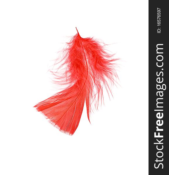 Close up of red feather