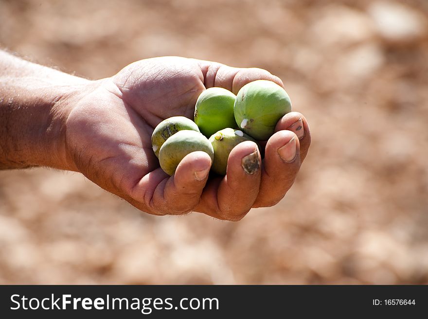 A Palestinian farmer's work-worn hands hold a bunch of freshly picked figs. A Palestinian farmer's work-worn hands hold a bunch of freshly picked figs.