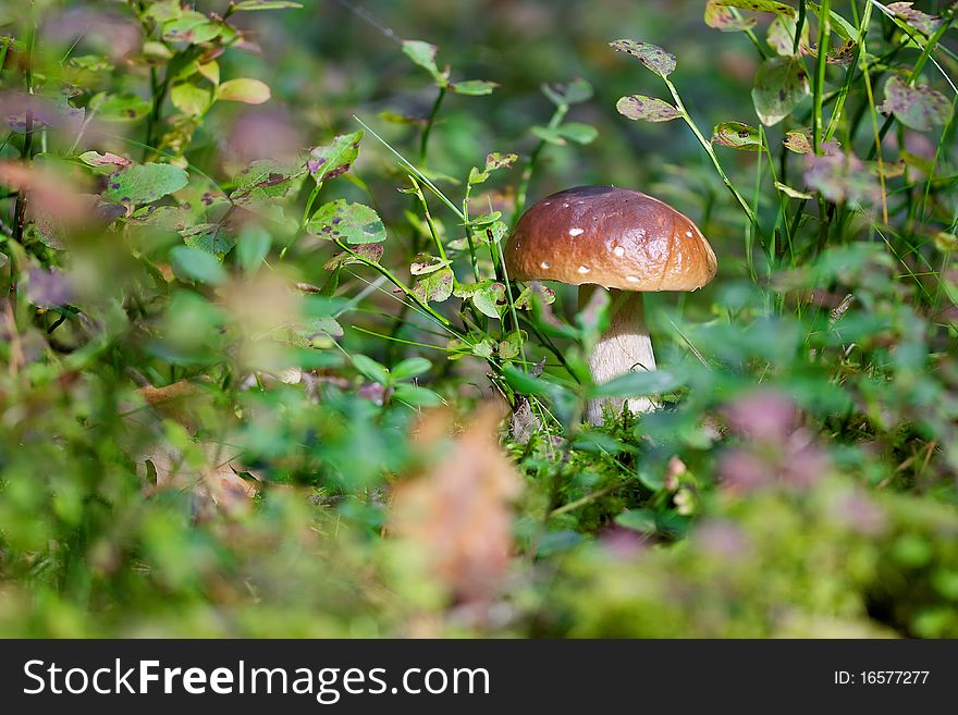 Picture with big brown cep