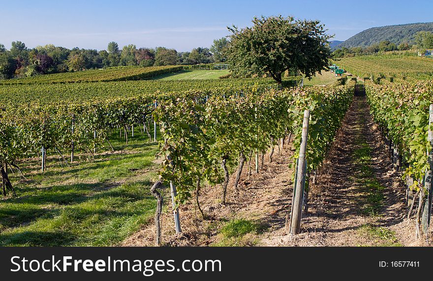 Vineyard with some fresh grapes in Heidelberg, Germany