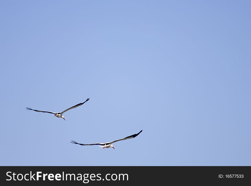 Two storks flying with blue sky