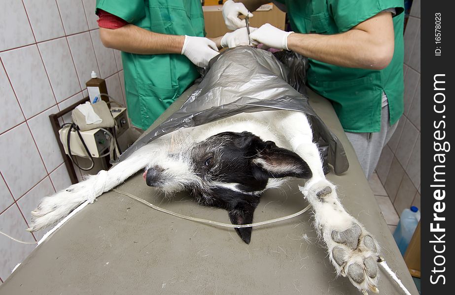Vet making incision in an intra abdominal surgery emergency. Vet making incision in an intra abdominal surgery emergency
