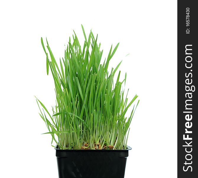 A macro closeup of wheat grass growing from the roots in the ground of dirt and soil. A macro closeup of wheat grass growing from the roots in the ground of dirt and soil