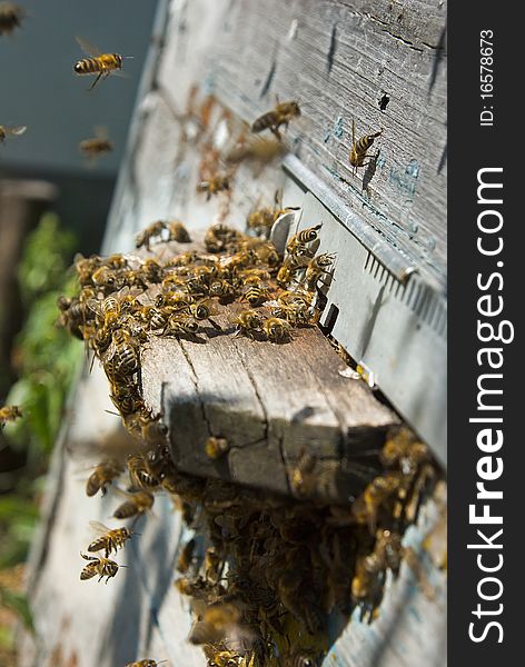 Photographing on an apiary during honey extraction. Photographing on an apiary during honey extraction