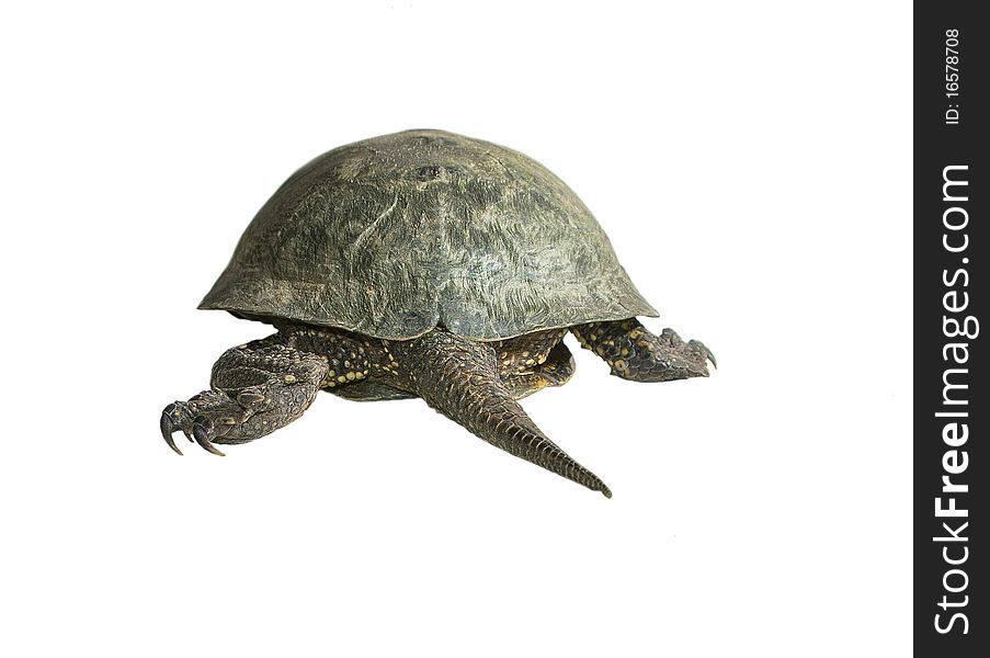 A series: tortoise on a white background. A series: tortoise on a white background