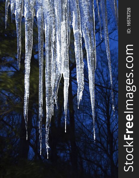 Graceful, long icicles, pure and crystal, shine against the dark of forest and winter twilight. Graceful, long icicles, pure and crystal, shine against the dark of forest and winter twilight