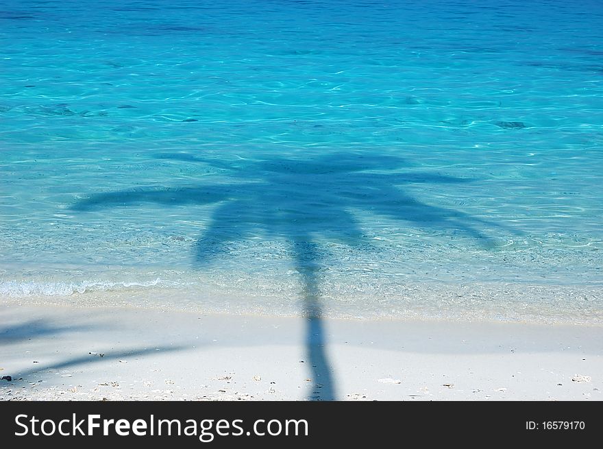 Shadow of palm trees on white sand. Shadow of palm trees on white sand