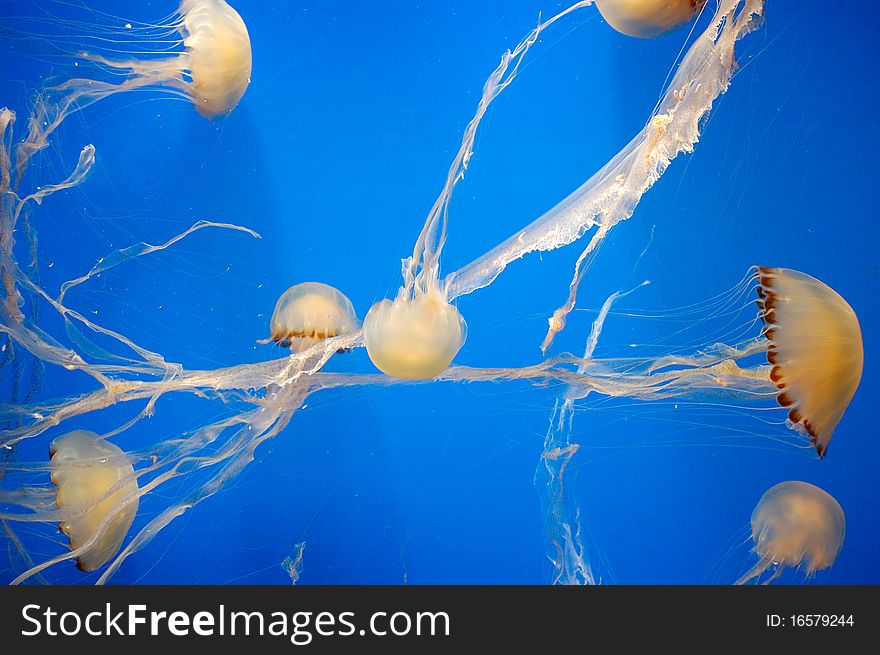 Jellyfish on a blue background. Jellyfish on a blue background.