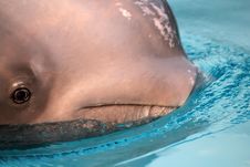 Beluga Whale Royalty Free Stock Photo