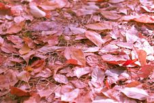 Autumn Stock Images Autumn Stock Images