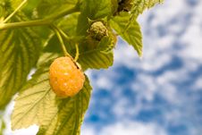 Yellow Raspberry . Royalty Free Stock Photography Yellow Raspberry . Royalty Free Stock Photography