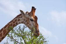 Giraffe Feeding Stock Images Giraffe Feeding Stock Images