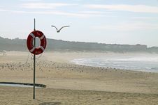 Lifebuoy And Seagull Royalty Free Stock Images