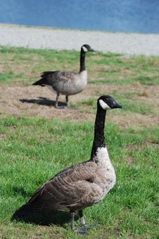 Close-up Canadian Goose Stock Photography Close-up Canadian Goose Stock Photography