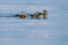 Mallard Duck Ducklings Stock Image