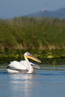 White Pelican Taking Off Stock Photos White Pelican Taking Off Stock Photos
