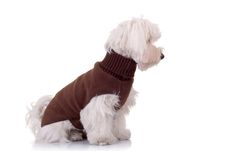 Bichon Maltese Looking To A Side Royalty Free Stock Photo Bichon Maltese Looking To A Side Royalty Free Stock Photo
